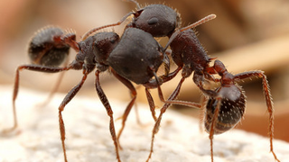 Which animals make war, other than humans?